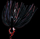 hit lure
