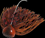 hit lure