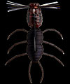 hit lure