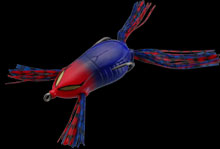 hit lure