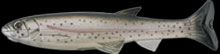 hit lure