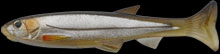 hit lure