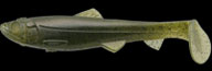 hit lure