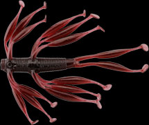 hit lure
