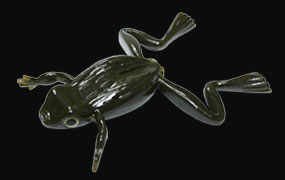 hit lure
