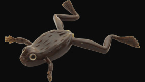 hit lure
