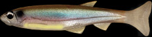 hit lure