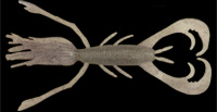 hit lure