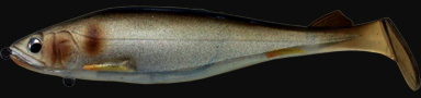 hit lure
