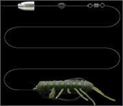 Sprit shot rig or light Carolina rig has good appeal of ABEYANMA legs vibration when it floats. It is just like molting gdragonfly larvah.