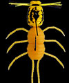 Fujin Spider #S-54 Wasp
