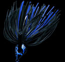 MOGULLA-JIG TG (MS series 1/4oz, 3/8oz, 1/2oz)@#MS-106 Black Blue